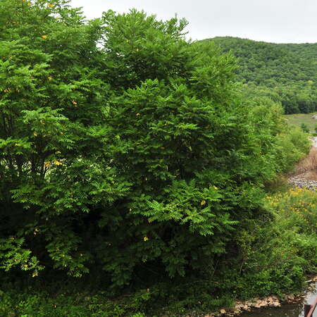 All Aboard the Tioga Central Railroad! (update 2025) - 01/12/2025