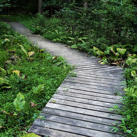 Hiking Holmdel Park, with a stop into Longstreet and the Shaw Arboretum - 07/21/2018