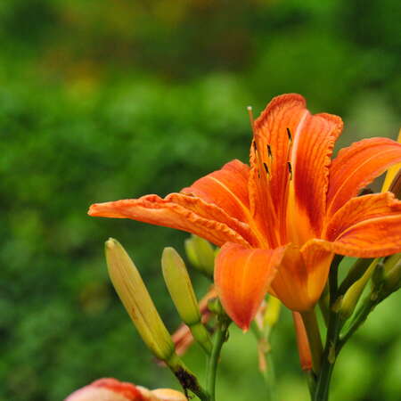 Cross Estate Gardens, 2018 - 05/01/2021