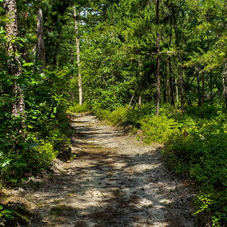 A Summer Walk Through FREC (2018) - 07/30/2018