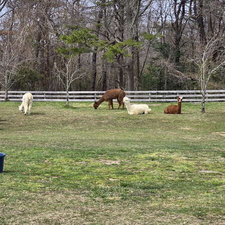 Alpacas are the best. Especially at Alpacas On Allaire - 05/04/2024